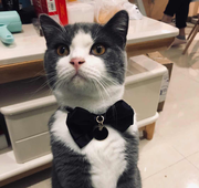 Kira_Yoshikage的个人资料头像