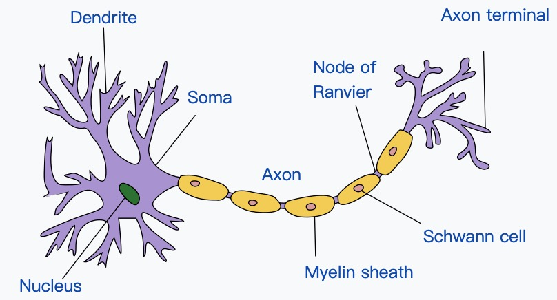 neuron