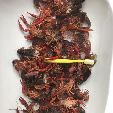路过的一只Q于2019-06-23 14:16发布的图片