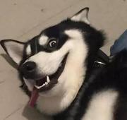 爱前端更爱茫尼的个人资料头像