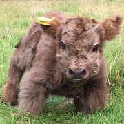 jueFuFu的个人资料头像