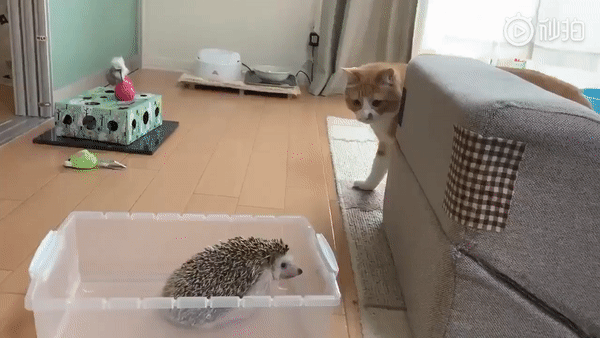 沙雕动图于2019-06-05 11:45发布的图片