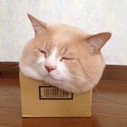 cangwu的个人资料头像