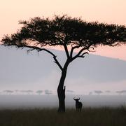 MajoeJoe的个人资料头像