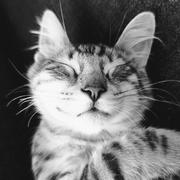 leishi1313的个人资料头像