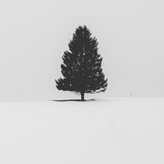 VesperDiesel的个人资料头像