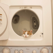 这是一只蛙的个人资料头像