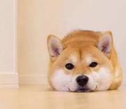 dyungwang的个人资料头像