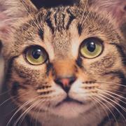 类相似的个人资料头像