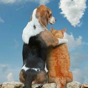 vaseniu的个人资料头像