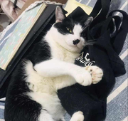 猫也抱抱的个人资料头像