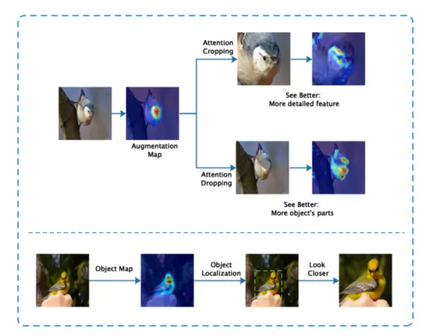 Attention Cropping & Attention Dropping