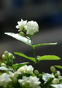 茉莉花@2x.png