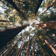 参天大草的个人资料头像