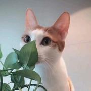 ShannonDong的个人资料头像
