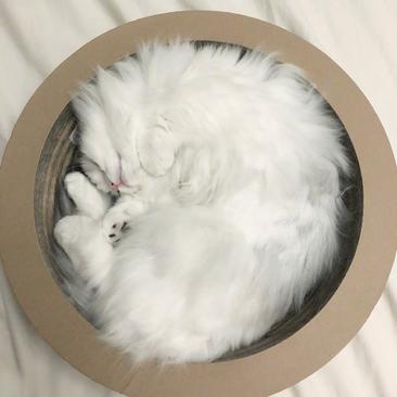 薛定谔的馒头于2019-08-17 21:44发布的图片