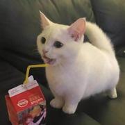 CaptainLi的个人资料头像