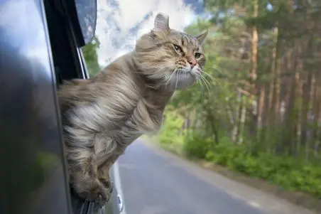 Auto cat loaded automatically