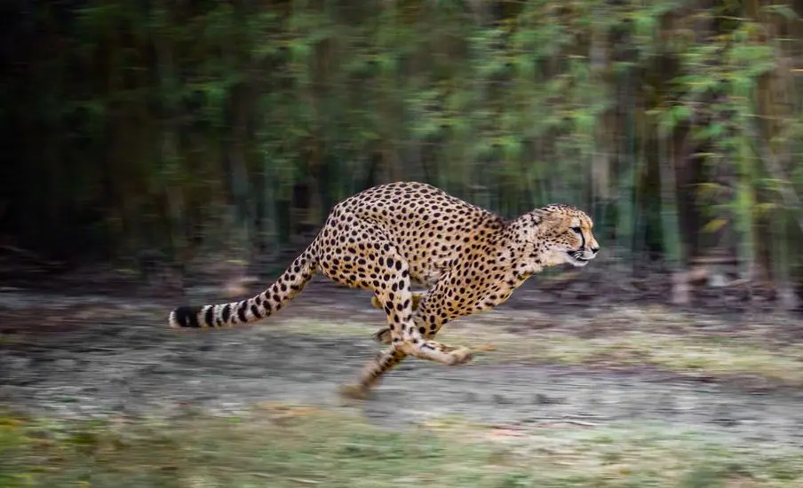 Eager cat loaded lazily (but still immediately because it's above the fold)