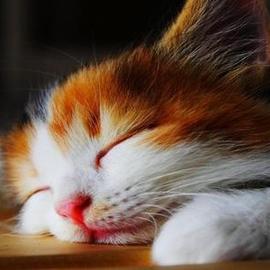 口嚼咖啡的牛马于2019-08-25 11:21发布的图片