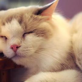 口嚼咖啡的牛马于2019-08-25 11:21发布的图片