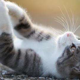 口嚼咖啡的牛马于2019-08-25 11:21发布的图片