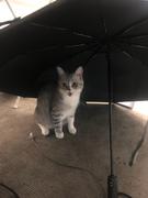 自律者的个人资料头像