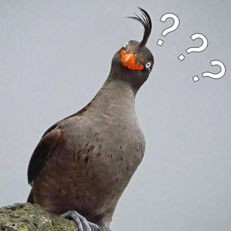 小羊开门我瘦够了于2019-08-26 18:10发布的图片