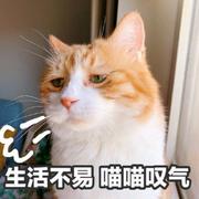 三三三三三的个人资料头像