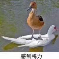 rofeya于2019-08-04 23:52发布的图片
