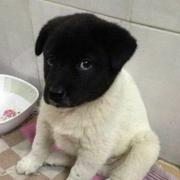 一只大猫的个人资料头像