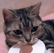 麻花是花名的个人资料头像