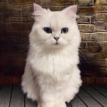 Monkeybro于2019-09-12 17:50发布的图片