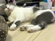 SoulKnight的个人资料头像