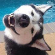 noooobugs的个人资料头像