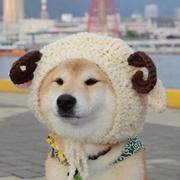 程序猿啊驼的个人资料头像