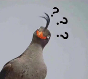 cy29403的个人资料头像