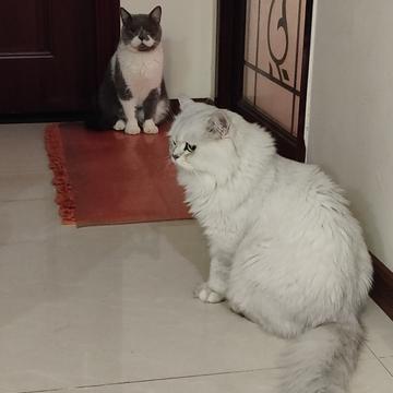 simplepeng于2019-09-20 18:37发布的图片