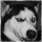 两仪蚀的个人资料头像