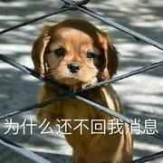 Berlinen的个人资料头像