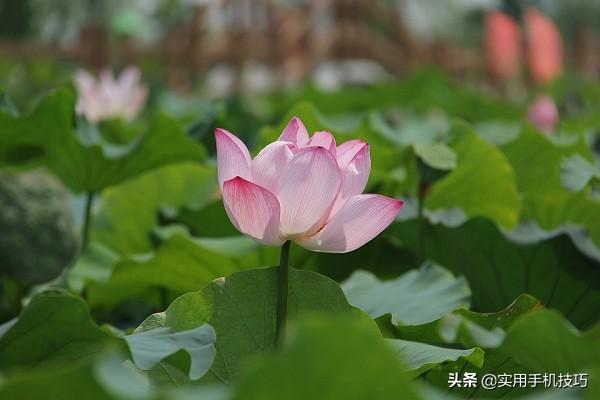 用华为手机拍照的话，这几个辅助功能别浪费，终于不会只按快门了