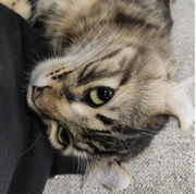 一只懒喵的个人资料头像