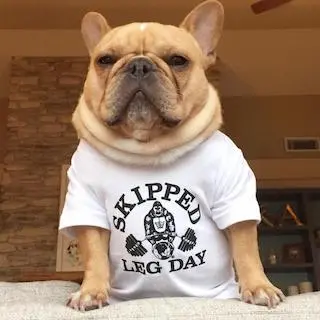 dog.jpeg 可将此图保存到电脑，以运行本文的代码