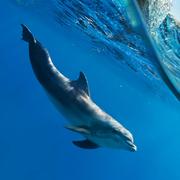 码大大的个人资料头像