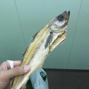 板栗饼A的个人资料头像