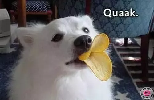 鸭子类型的思想