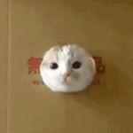 犇流的个人资料头像