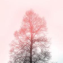 光头像于2020-01-16 16:35发布的图片