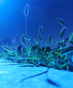 一只狐猴的个人资料头像