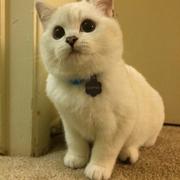 峰羽的个人资料头像